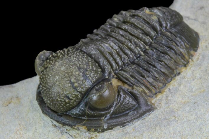 Gerastos Trilobite Fossil - Foum Zguid, Morocco #125188